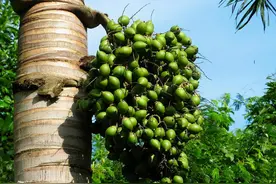 同样都是致癌物，为什么只怕槟榔不怕烟？槟榔和香烟有什么区别？图片