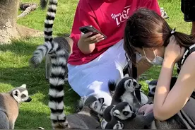 王思聪现身动物园，将猴子顶头上喂食，正牌女友穿紧身裙身材抢眼图片