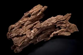 从200元到48万一克，涨幅堪比茅台，奇楠是不是炒作？图片