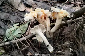 看到新物种就问“好吃吗”，这梗儿我欣赏不了图片