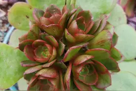 法师的四季养护，有3个“重点”，长得更快，单头变多头，颜色美图片