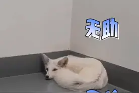 浙江杭州 居民报警称家里进了一条小白狗，长得挺特别，撵也撵不走图片