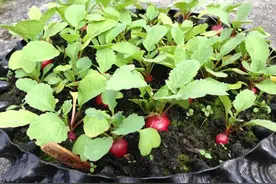 20多天就能采收的小萝卜，在阳台上用长条盆就能种好图片