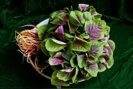 为啥晚上不建议吃红苋菜？不清楚的，来了解一下图片