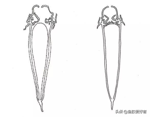 安南胶和北海胶哪个好 2026年安南胶和北海胶哪个好一点