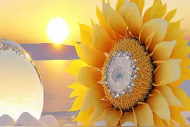 向日葵手机壁纸，我的眼里只有你图片