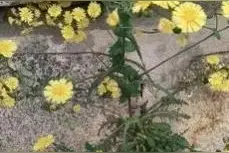 尖裂假还阳参，就是不起眼的杂草图片