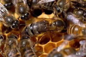 白酒介王怎么操作？白酒介王法的运用原理？这里有图片