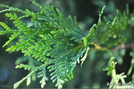 你知道柏树有什么寓意吗图片