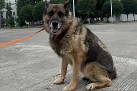 帮它们找到新家！退役搜救犬领养机会来啦图片