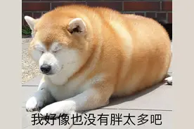 狗狗“肥胖”怎么减肥？让我来教你几招！图片