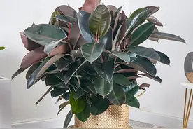 室内养护橡皮树，只要掌握这“3点”，枝繁叶茂不黄叶，招财旺运图片