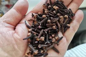 “丁香酒”能钓大板鲫，可惜很多人用错了！难怪做出的酒米死窝图片