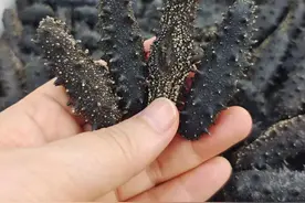 如何正确泡发海参图片