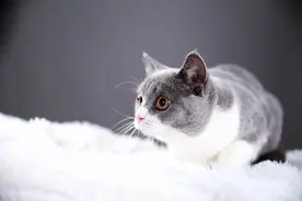 弃猫效应 网络流行词“情感效应”图片