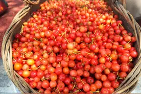 西乡樱桃沟的樱桃熟了！快来尝鲜！图片