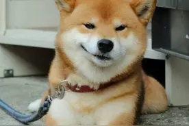 狗狗五种行为：狗狗处于叛逆期，一招就让它越来越老实图片