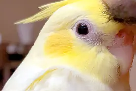 养了半年才发现是白眼狼？鹦鹉认主的6种暗号，中3条你就乐呵吧！图片