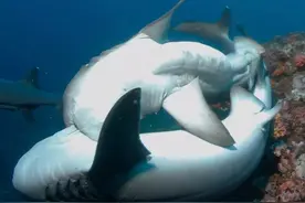 雄性动物生殖器进化太离谱！螺旋式、带刺的，鲨鱼竟然还有两根？图片