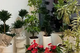 乔迁新居，建议在家放这10种绿植，不仅颜值高还好养活图片