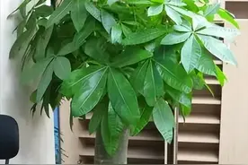 我就想问问，发财树到底怎么养？图片