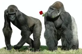 人类的近亲大猩猩如何谈恋爱？华岚博士的记录饶有情趣|故事图片