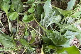 农村常见的一种野草，很多人都不知道它的药用价值有多高图片