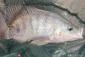 钓鱼的黄金时间图片