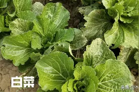 人尿做肥料，腐熟人尿浇菜，隔多久浇一次才好？图片