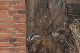 老虎这种动物到底有多厉害图片