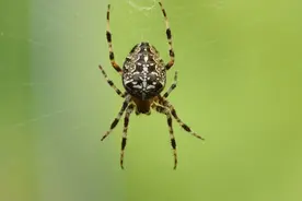 来自蜘蛛腿的灵感的机器人，是什么样的？图片