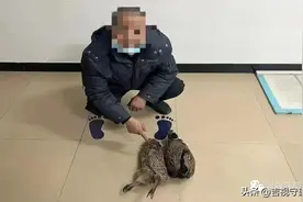 上山套野鸡，“三有动物”当年货？图片