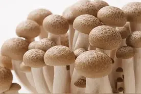 揭秘蘑菇应该怎么清洗，解析清洁与营养之道图片