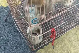 江西一市民捡到奇怪动物，像大老鼠，却长着一个猪鼻，还有利爪图片