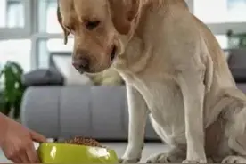 古语“人不宜好，狗不宜饱；人不得全，瓜不得圆”，是什么意思？图片