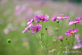 为什么不要对兄弟姐妹的孩子太好？图片