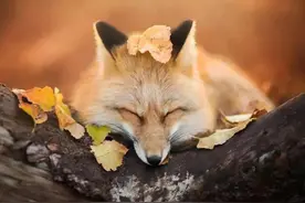 梦见狐狸是“仙家”托梦吗？图片