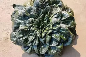 被“误解”的乌塌菜：有人以为它是喂猪菜，实则美味的“吉祥菜”图片