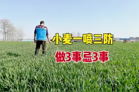 巧打小麦三遍药，牢记“做3事忌3事”，杀虫防病增产，小麦好收成图片