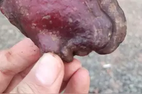 灵芝的功效？图片