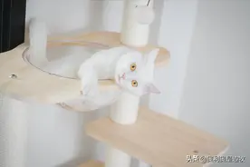 【科普】虐猫者和极端猫奴，哪个对社会的危害更大？图片