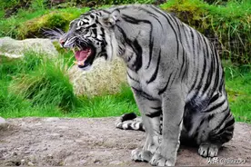 老虎种类大全，有三种已灭绝图片