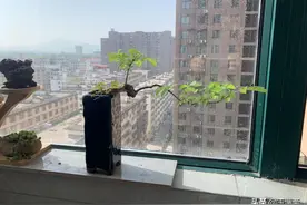 明月家乡的黄荆、小叶女贞、卫矛、金弹子、蕙兰、三角枫赏析图片