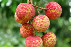 一颗荔枝60元左右，还供不应求，母树一颗更是拍出55.5万元天价图片