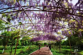芳华微马赏紫藤花图片