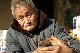 零下20度，受伤母狼奄奄一息，老人脱棉衣救狼，母狼报恩意想不到图片