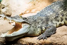 在北方养殖鳄鱼，年销售一千多万元，你敢养吗？图片