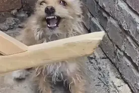 流浪狗见到人就跑，被收养后眼中开始有光：谢谢给我一个家图片