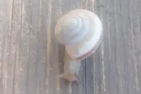 蜗牛背着沉重的屋啊，一步一步慢慢爬图片