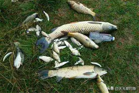 秋季野钓，选择钓位有3个方向，这些位置鱼儿成堆，连竿更有把握图片